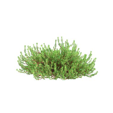 Empetrum nigrum çalılığının beyaz arkaplanda izole edilmiş 3d çizimi