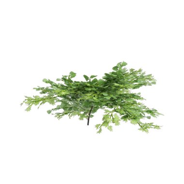3d illustration of Chamaecyparis obtusa tree isolated on white background clipart