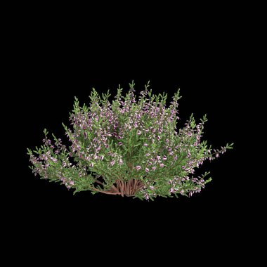 Culluna vulgaris çalılığının siyah arka planda izole edilmiş 3D çizimi