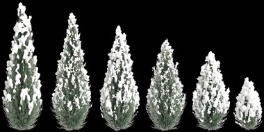 Siyah arkaplanda izole edilmiş Juniperus scopulorum karla kaplı ağacın 3d çizimi
