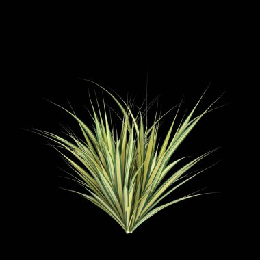 Pandanus Baptistii Variegata çalılığının siyah arka planda izole edilmiş 3D çizimi