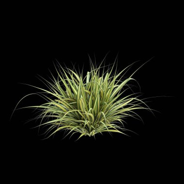 Pandanus Baptistii Variegata çalılığının siyah arka planda izole edilmiş 3D çizimi