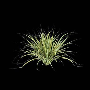 Pandanus Baptistii Variegata çalılığının siyah arka planda izole edilmiş 3D çizimi