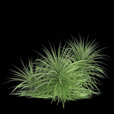 Siyah zemin üzerinde izole edilmiş Pandanus amarilfolius ağacının 3d çizimi