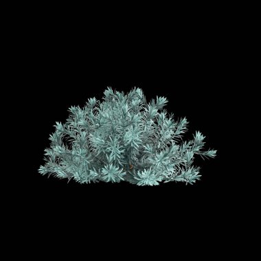 3d illustration of Euphorbia Blue Haze bush isolated on black background clipart