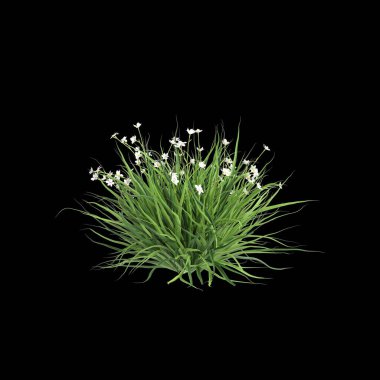 Dietes Grandiflora çalılığının siyah arka planda izole edilmiş 3D çizimi