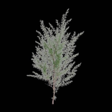 Siyah arkaplanda izole edilmiş Casuarina eşdeğerkenar ağacının 3d çizimi