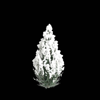 3d illustration of set Cryptomeria japonica Elegans Viridis snow covered tree isolated on black background clipart