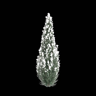 Siyah zemin üzerinde izole edilmiş Viridis karının 3D resimlendirmesi Cryptomeria japonica Elegans karları