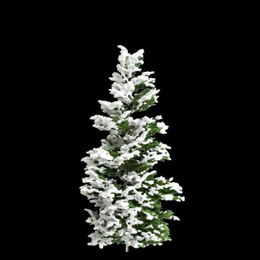 3d illustration of Chamaecyparis obtusa snow covered bush isolated on black background clipart