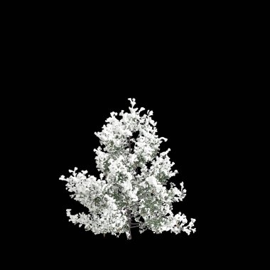 3d illustration of Pseudotsuga menziesii covered tree isolated on black background clipart