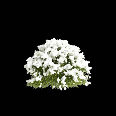 3d illustration of Cryptomeria japonica snow covered tree isolated on black background clipart