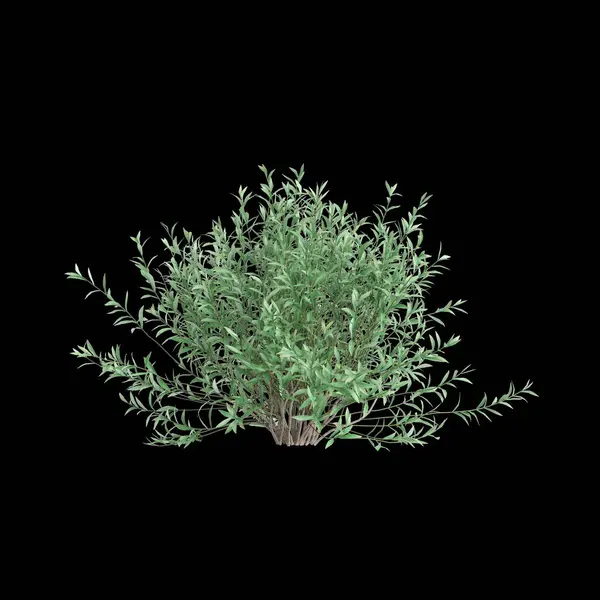 Illustration Von Salix Purpurea Busch Isoliert Auf Schwarzem Hintergrund — Stockfoto