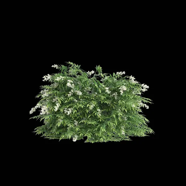 Illustratie Van Sorbaria Sorbifolia Struik Geïsoleerd Zwarte Achtergrond — Stockfoto