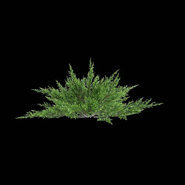 Illustration Von Juniperus Sabina Busch Isoliert Auf Schwarzem Hintergrund — Stockfoto