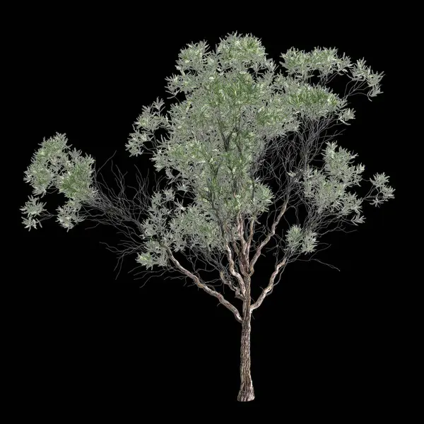 Illustration Von Melaleuca Lanceolata Baum Isoliert Auf Schwarzem Hintergrund — Stockfoto
