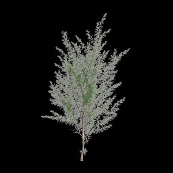 Illustration Von Casuarina Equisetifolia Baum Isoliert Auf Schwarzem Hintergrund — Stockfoto