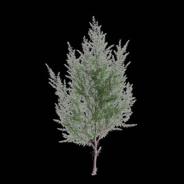 Illustration Von Casuarina Equisetifolia Baum Isoliert Auf Schwarzem Hintergrund — Stockfoto