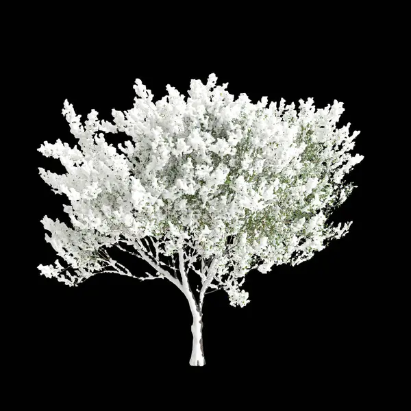 Απεικόνιση Του Salix Caprea Χιόνι Δέντρο Που Καλύπτεται Απομονωμένο Μαύρο — Φωτογραφία Αρχείου