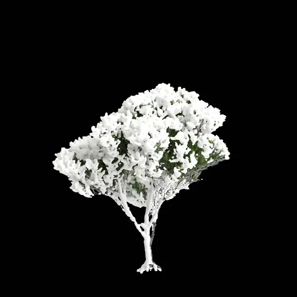 Illustrazione Pinus Pinea Albero Coperto Neve Isolato Sfondo Nero — Foto Stock