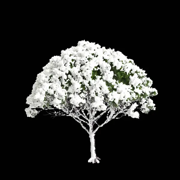 在黑色背景上孤立的松树覆盖着积雪的3D插图 — 图库照片