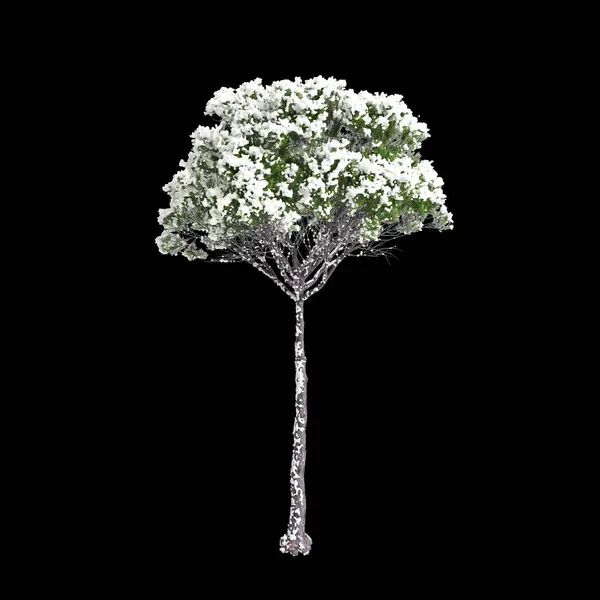 Ilustracja Pinus Pinea Śniegu Pokryte Drzewo Izolowane Czarnym Tle — Zdjęcie stockowe