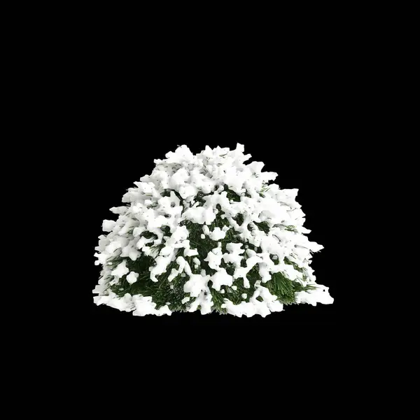 Cryptomeria Japonica Kar Kaplı Ağacın Siyah Zemin Üzerine Izole Edilmiş — Stok fotoğraf
