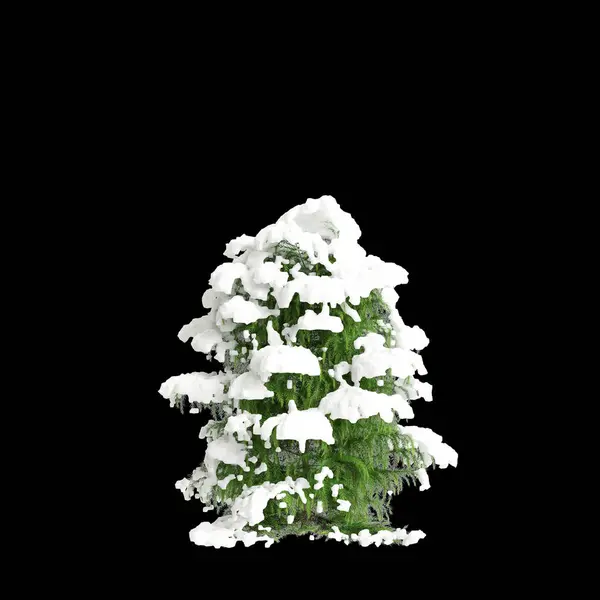 黒い背景に隔離されたクリプトメリアカエレガンスウィリジス雪の3Dイラスト — ストック写真