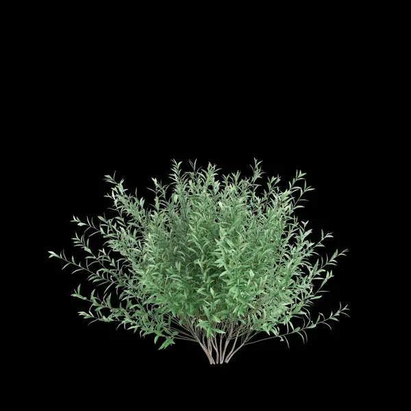 Ilustración Salix Purpurea Arbusto Aislado Sobre Fondo Negro Imagen De Stock