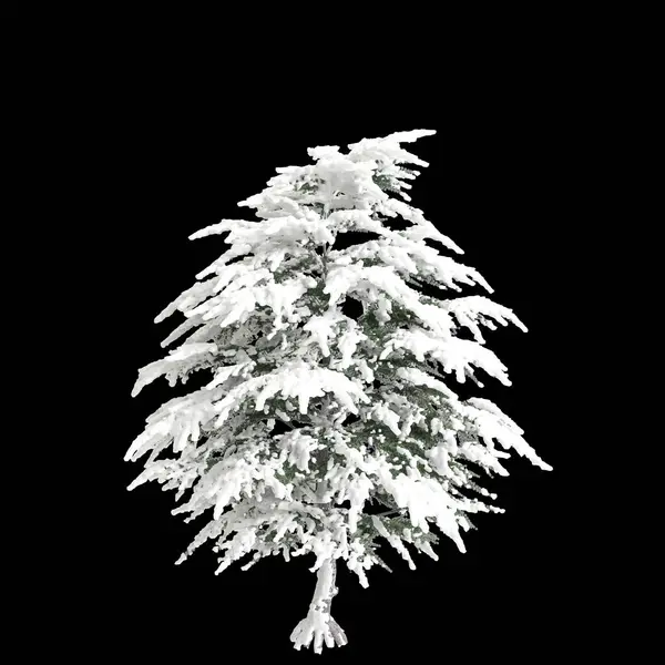 Ilustração Cedro Libani Neve Árvore Coberta Isolado Fundo Preto Fotografias De Stock Royalty-Free