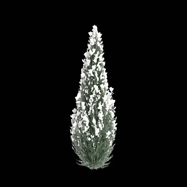 Illustration Von Set Cryptomeria Japonica Elegans Viridis Schneebedeckter Baum Isoliert lizenzfreie Stockbilder