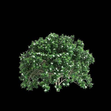 Tabernaemontana divaricata çalılığının siyah arkaplanda izole edilmiş 3D çizimi