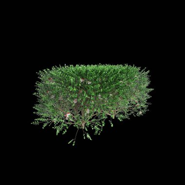 Murraya panikleme ağaçlarının siyah arkaplan ve perspektiften izole edilmiş 3D çizimi