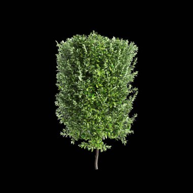 Laurus nobilis çalılığının siyah arka planda izole edilmiş 3D çizimi