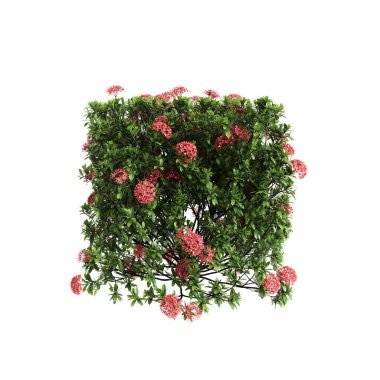 3d illustration of Ixora taiwanensis bush isolated on white background clipart
