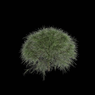 Casuarina eşdeğeri çalılığının siyah arka planda izole edilmiş 3D çizimi