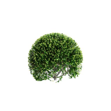 Beyaz arkaplanda izole edilmiş Buxus sempervirens çalısının 3D çizimi