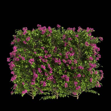 Bougainvillea glabra ağacının siyah arkaplanda izole edilmiş 3D çizimi