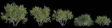 3d illustration of set Larrea cuneifolia tree isolated on black background clipart