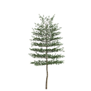 3d illustration of Terminalia Mantaly tree isolated on white background
