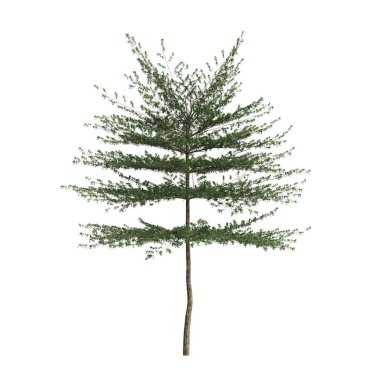 3d illustration of Terminalia Mantaly tree isolated on white background