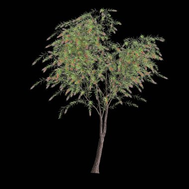 3d illustration of Callistemon viminalis tree isolated on black background clipart