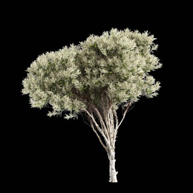 Siyah arkaplanda izole edilmiş 3 boyutlu Melaleuca linariifolia ağacı