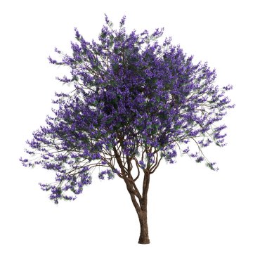 Beyaz arkaplanda izole edilmiş üç boyutlu Jacaranda mimozomlu ağacı çizimi