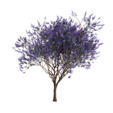 Beyaz arkaplanda izole edilmiş üç boyutlu Jacaranda mimozomlu ağacı çizimi