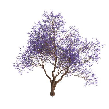 Beyaz arkaplanda izole edilmiş üç boyutlu Jacaranda mimozomlu ağacı çizimi