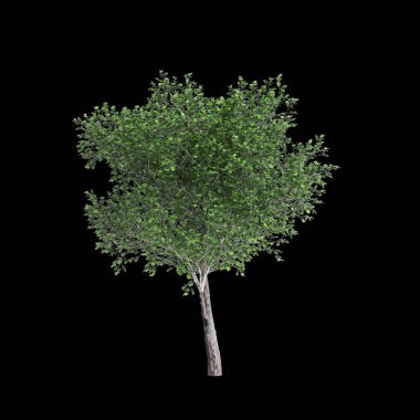 Platanus acerifolia ağacının siyah arkaplanda izole edilmiş 3d çizimi