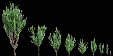 Euphorbia trigona çalılığının siyah arkaplanda izole edilmiş 3D çizimi