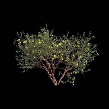 Larrea divaricata ağacının siyah arkaplanda izole edilmiş 3d çizimi