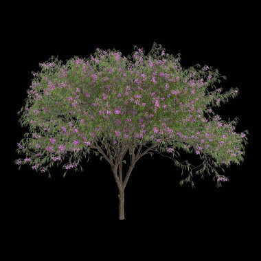 Chilopsis linearis ağacının siyah arkaplanda izole edilmiş 3d çizimi